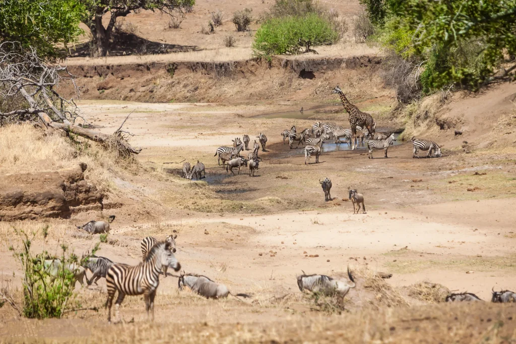 5 Days Wildlife Safari