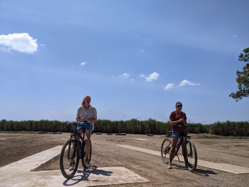 Cyclist riding through lush of TPC sugarcane plantation in Tanzania