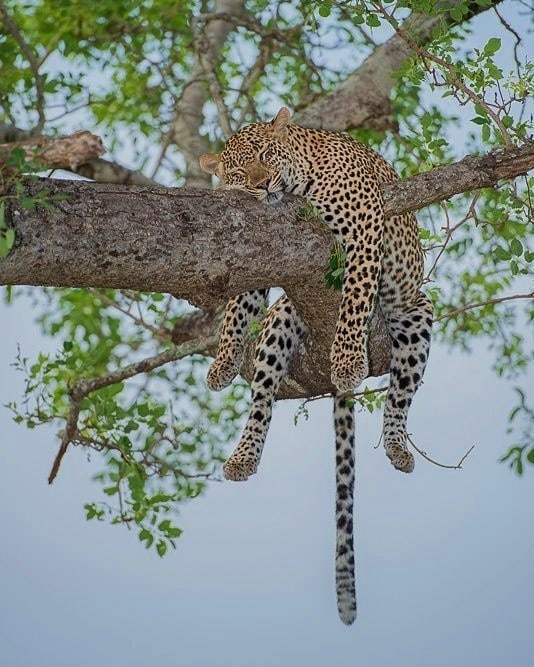 tanzania wild adventure